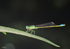 Ischnura genei