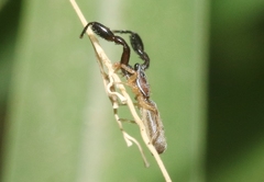 Cheliferoides longimanus
