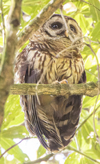Strix fulvescens