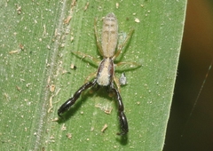 Cheliferoides longimanus