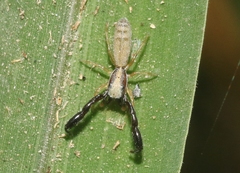 Cheliferoides longimanus