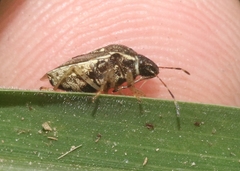 Mormidea cubrosa
