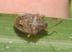Mormidea cubrosa