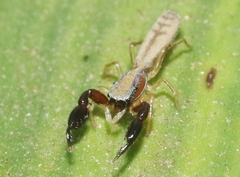 Cheliferoides longimanus