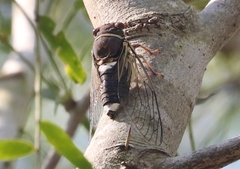 Diceroprocta cinctifera