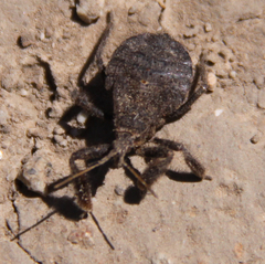 Apiomerus californicus
