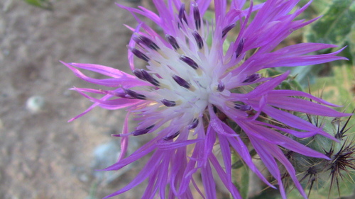 Centaurea × maritima image
