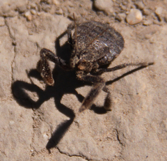 Apiomerus californicus