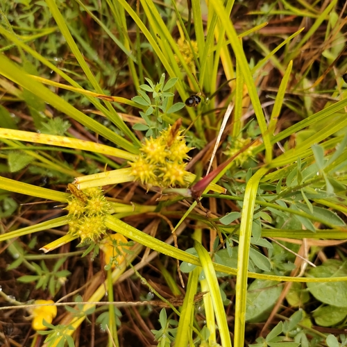 Carex flaviformis (Carex flaviformis)