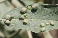 Ditylenchus phyllobius