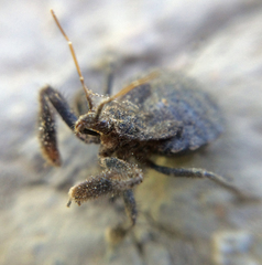 Apiomerus californicus