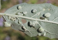 Ditylenchus phyllobius