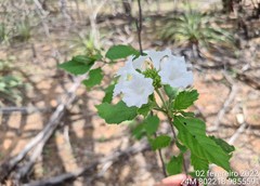 Varronia leucocephala