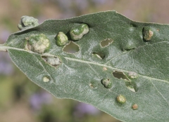 Ditylenchus phyllobius