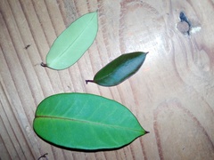 Echites tuxtlensis