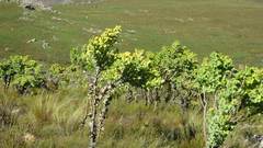 Rafnia amplexicaulis