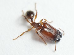 Pheidole absurda