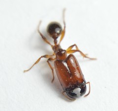 Pheidole absurda