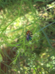 Augochloropsis tupacamaru