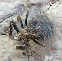 Apiomerus californicus