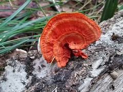 Trametes coccinea