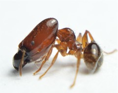 Pheidole absurda