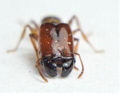 Pheidole absurda
