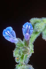 Salvia occidentalis