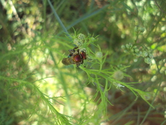 Augochloropsis tupacamaru