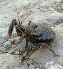 Apiomerus californicus