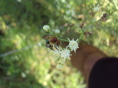Augochloropsis tupacamaru