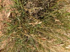 Monachather paradoxus