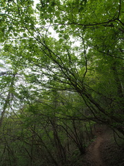 Acer argutum