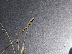 Monachather paradoxus