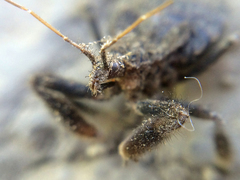 Apiomerus californicus