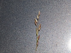 Monachather paradoxus