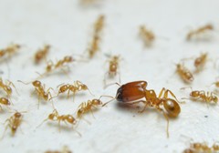 Pheidole absurda