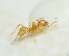 Pheidole absurda