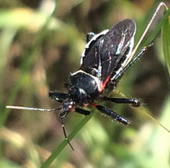 Apiomerus californicus