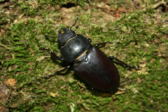 Lucanus cervus