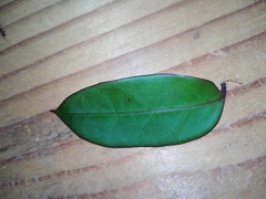 Echites tuxtlensis
