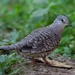 Scaled Dove - Photo (c) Luciano Bernardes, some rights reserved (CC BY-NC), uploaded by Luciano Bernardes