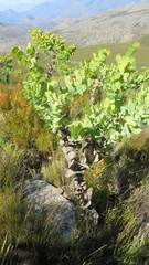 Rafnia amplexicaulis