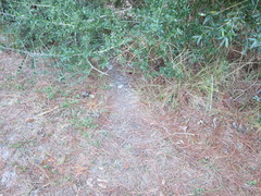 Sylvilagus palustris