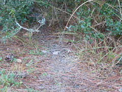 Sylvilagus palustris