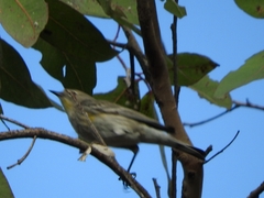 Setophaga coronata
