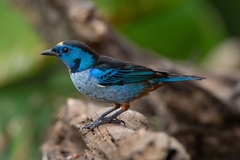 Tangara velia cyanomelas