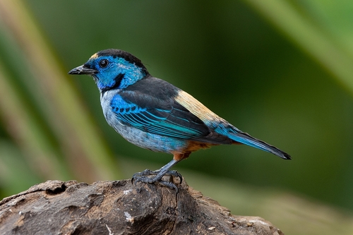 Opal-rumped Tanager (Silver-breasted) (Subspecies Tangara velia ...