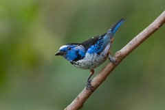 Tangara velia cyanomelas