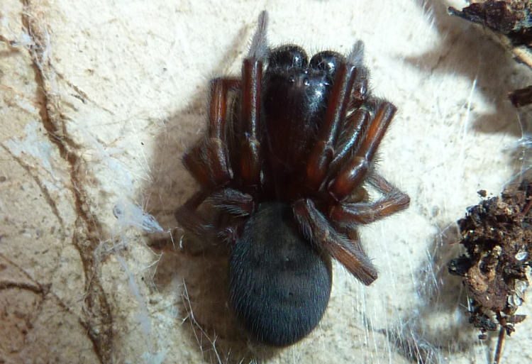 Callobius from 82481 Mittenwald, Deutschland on August 12, 2011 at 06